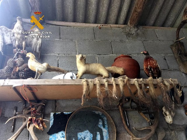 La Guardia Civil localiza en Puente Viesgo animales disecados y vivos sin la perceptiva autorización