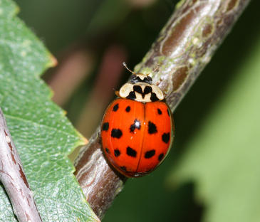 Un parásito de la mariquita arlequín fulmina a otras especies de mariquitas