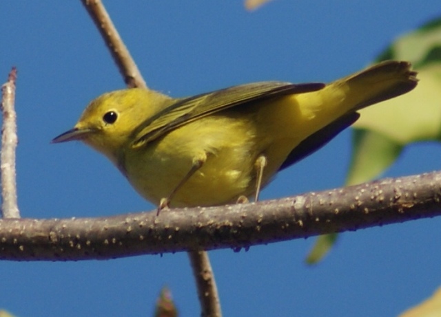 Disminuye el número de pequeñas aves migratorias que cruzan el Estrecho de Gibraltar