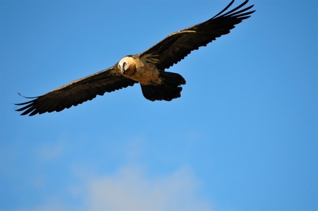 Éxito del ‘Plan de recuperación de los quebrantahuesos en Catalunya’
