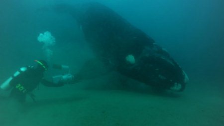 El ICB junto a la BBC en el documental “Gigantes del Océano”