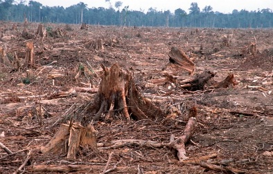 WWF denuncia que el elefante de Sumatra está a un paso de la extinción