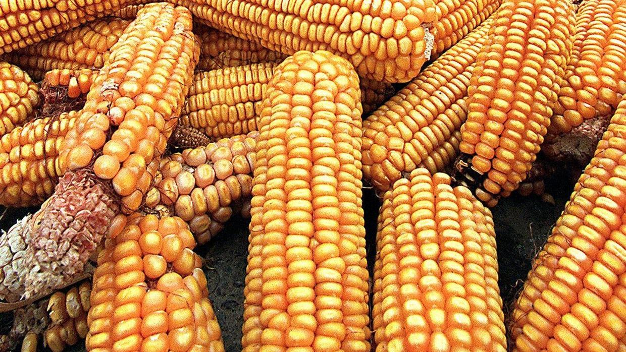 Biocombustible o gasolina