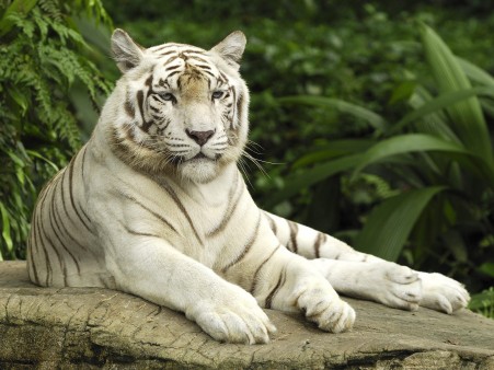 El tigre siberiano ‘regresa’ a China