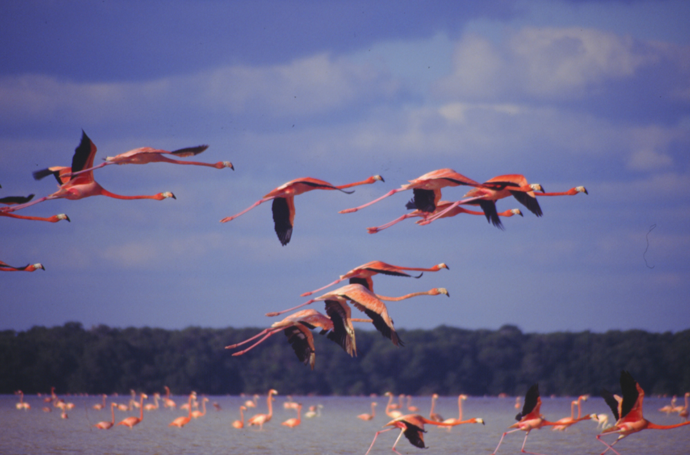 16 aniversario de estas ANPs