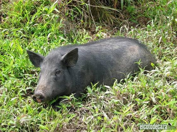 Andalucía tiene un problema con los cerdos asilvestrados
