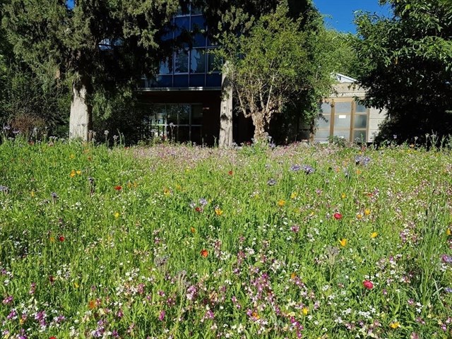 El Real Jardín Botánico realizará nueve islas de praderas estacionales y perennes en la zona del jardín de invierno