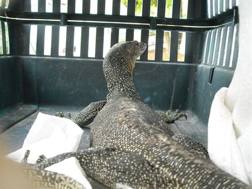 Capturan un varano de la sabana liberado por error