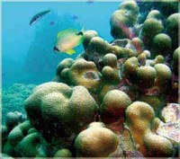 Necesaria la conservación de arrecifes coralinos