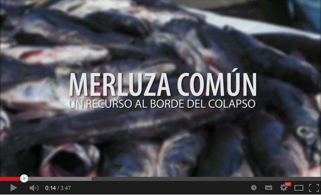 Piden el Gobierno de Chile un plan de recuperación para la merluza común