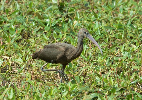 Observan por primera vez un morito común en las Hoces del Riaza