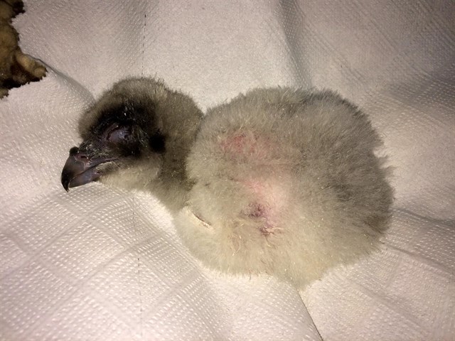 El programa de reproducción del quebrantahuesos deja siete nacimientos esta temporada