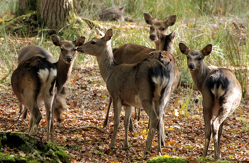 Los Agentes Rurales catalanes intensifican la vigilancia con motivo del inicio de la caza del ciervo