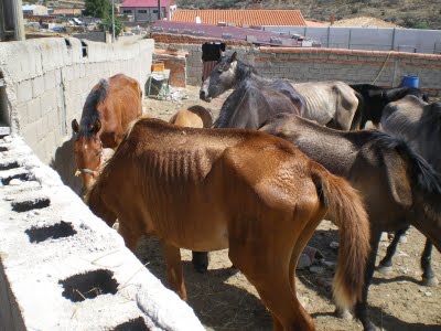 Maltrato a caballos en Ávila