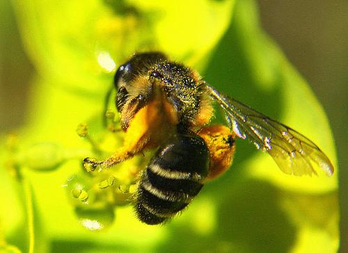 Cunas de miel. Plantas de interés para los que tienen abejas