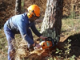 Programa navarro de prevención de riesgos laborales en el sector forestal un ‘referente’