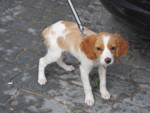 UPyD propone una ley sobre protección de animales de compañía