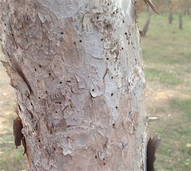 CARM realiza controles sanitarios en masas forestales afectadas por la sequía