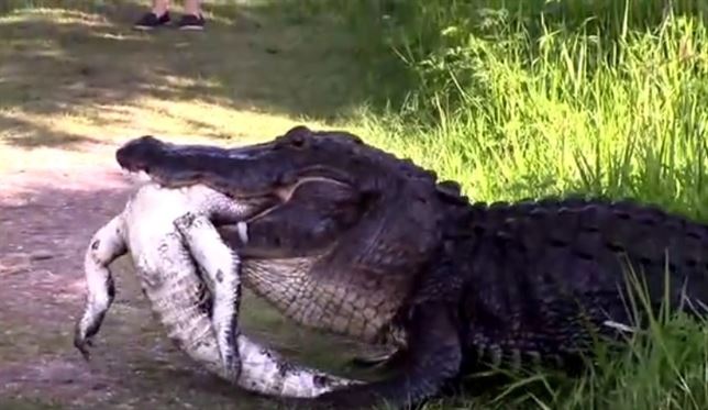 Cocodrilo ‘canibal’ (Mira este VIDEO)