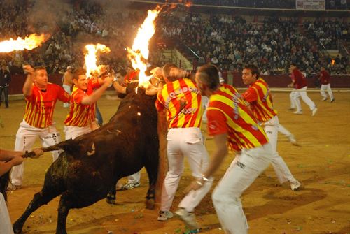 Parlamentarios Animalistas alertan de que declarar al toro bien de interés cultural será un desprestigio para España