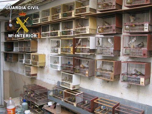 Incautan 700 ejemplares de pájaros cantores vivos en Terrassa