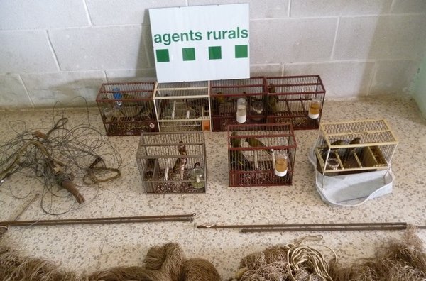 Interceptan a cuatro ‘delincuentes’ por capturar aves protegidas en Tiana y Montgat (Barcelona)