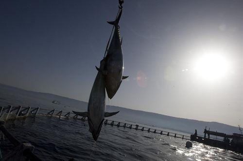 La flota atunera pone en marcha una estrategia de sostenibilidad para minimizar el impacto del cerco
