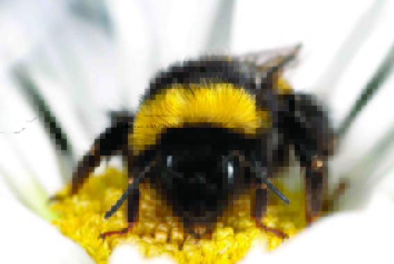 Dos enfermedades parasitarias de las abejas infectan a los abejorros