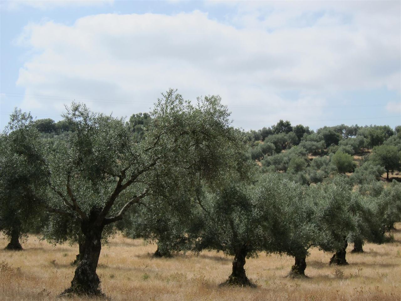 Cinco millones de ayudas agroambientales en Extremadura