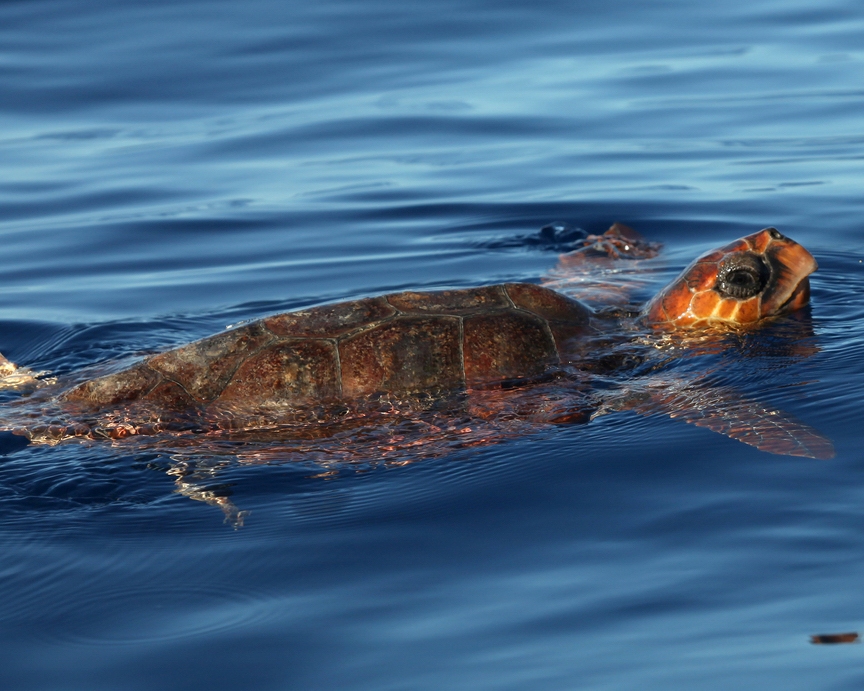 Los cañones submarinos del Golfo de León acogen una cuarta parte de las especies registradas en el Mediterráneo