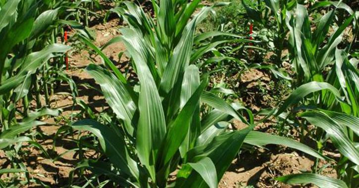 La productividad de las cosechas de maíz y las ‘matemáticas’