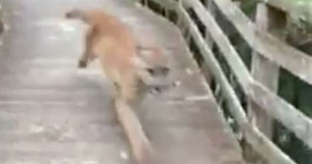 Toparse con una pantera mientras paseas (Ver VIDEO)