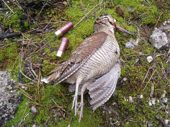 Extremadura se gasta el dinero en la mejora de los ‘cotos de caza’