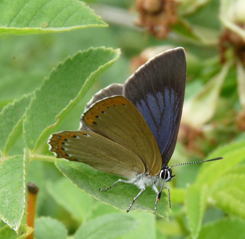 Un mar de mariposas en la provincia de León