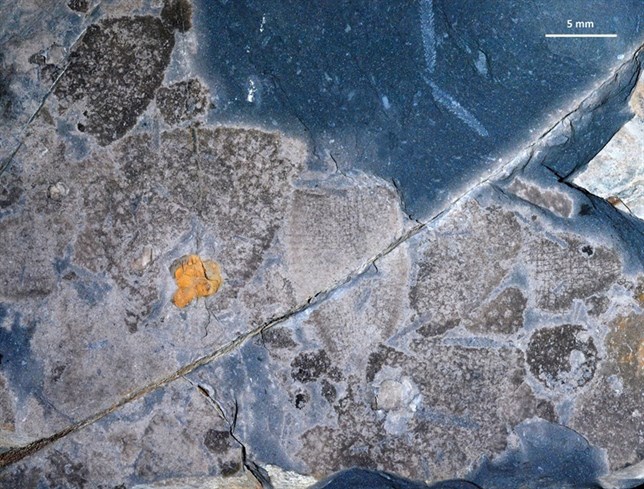 Descubrimiento de cuando las esponjas dominaban el planeta