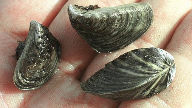 Extremadura luchará contra las especies invasoras en el Tajo y Guadiana