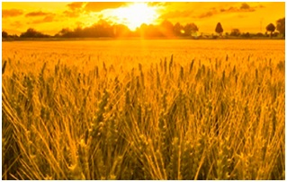 Perito Tasador en Seguros Agrarios