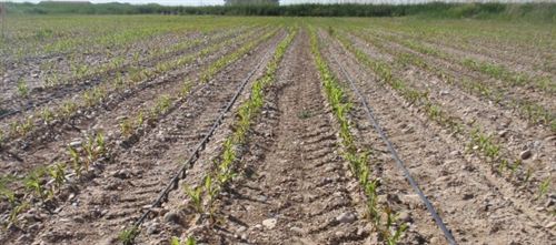 Mejorar el rendimiento de cultivos sostenibles reduce las emisiones de gases