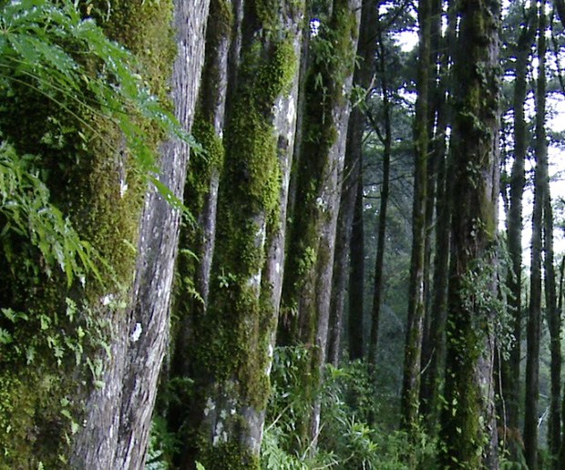 El MINAE invertirá $25 millones en áreas protegidas