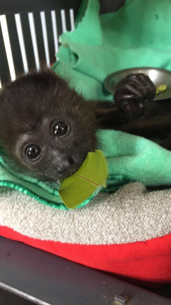 Médicos logran sacar del coma a una conga bebé