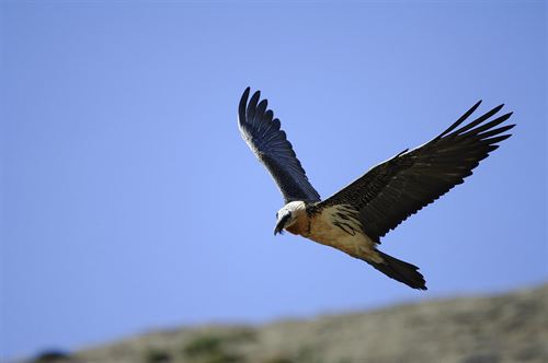 Aves y Biodiversidad al borde del ‘abismo’