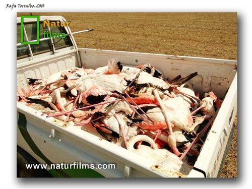 Naturfilms elabora un documental sobre la muerte de los flamencos