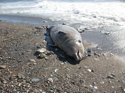 Localizan un zifio muerto en la playa del Puerto de la Cruz (Fuerteventura)