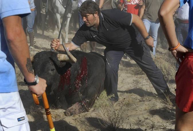 Toro de la Vega de Tordesillas ‘vergüenza nacional’