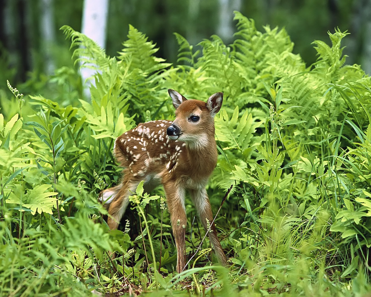 Organizaciones animalistas y ecologistas rechazan la licencia única de caza en Asturias
