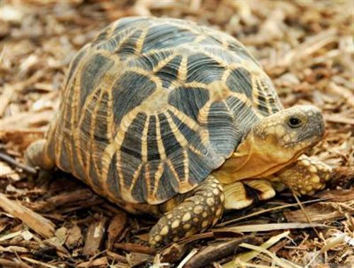Hasta 25 especies de tortuga en peligro de extinción