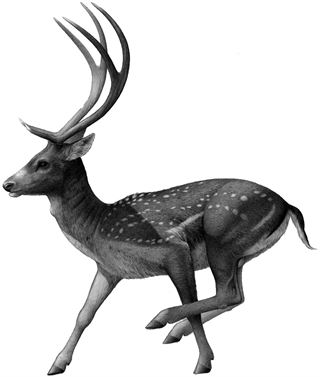 Megaloceros novocarhaginiensis el ciervo gigante