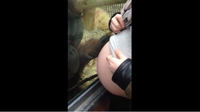 Un orangután ‘flipa’ con una embarazada (Mira el VIDEO)