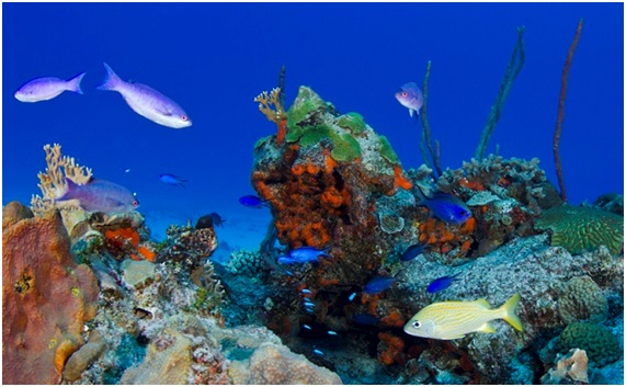 Sistemas costeros y marinos