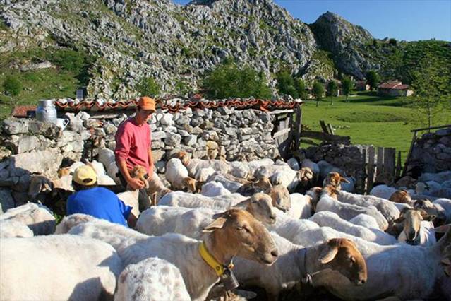 El pastor y la dehesa andaluza